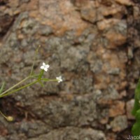 Oldenlandia herbacea (L.) Roxb.